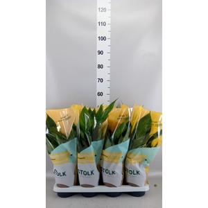 Spathiphyllum  'Diamond'