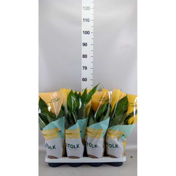 <h4>Spathiphyllum  'Diamond'</h4>