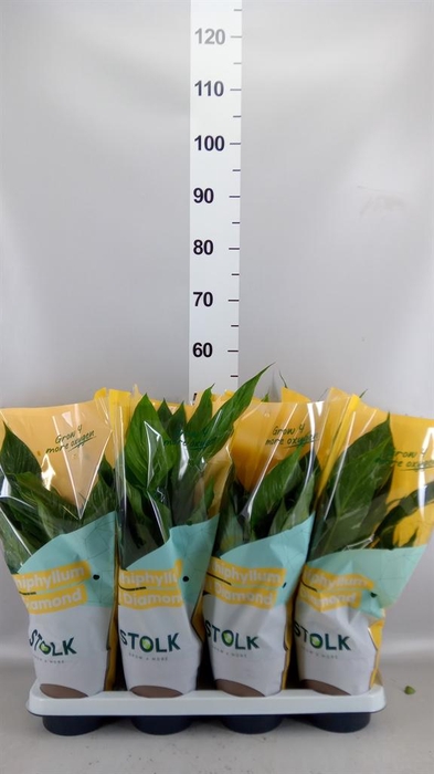 Spathiphyllum  'Diamond'