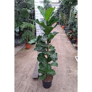 Ficus Lyrata 170