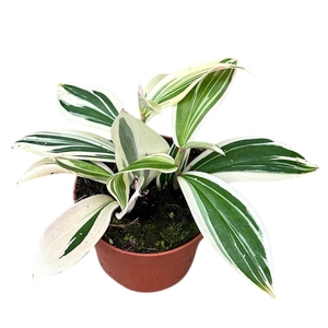 Costus arabicus 'Variagatus'