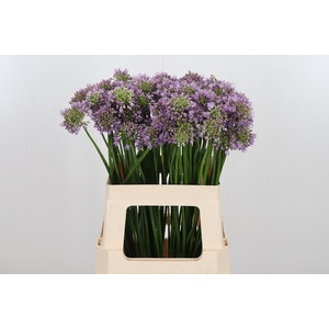 Allium Senescens