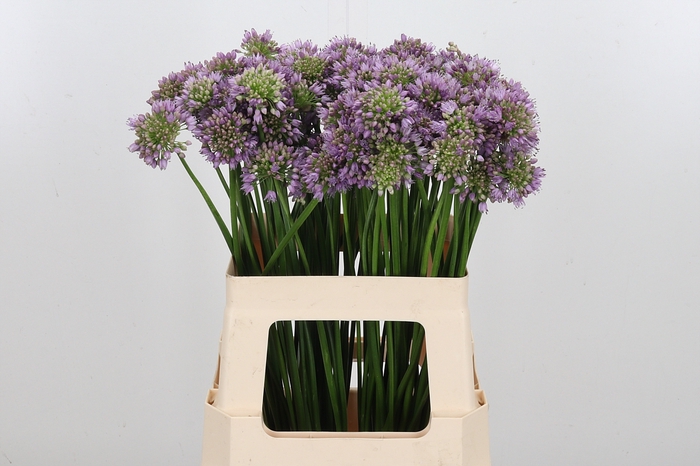 <h4>Allium Senescens</h4>