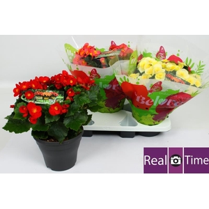 BEG HL BELOVE GEM