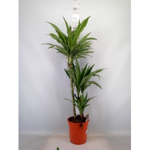 Dracaena fr de 'Warneckei'