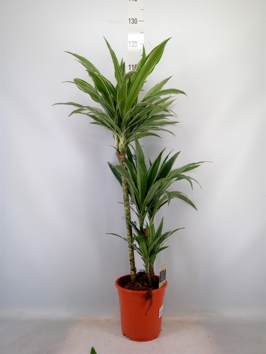 <h4>Dracaena fr de 'Warneckei'</h4>
