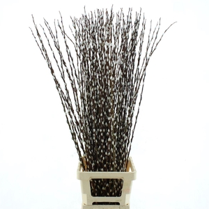 Salix Caprea 'snow Flake' (ch) Fresh!