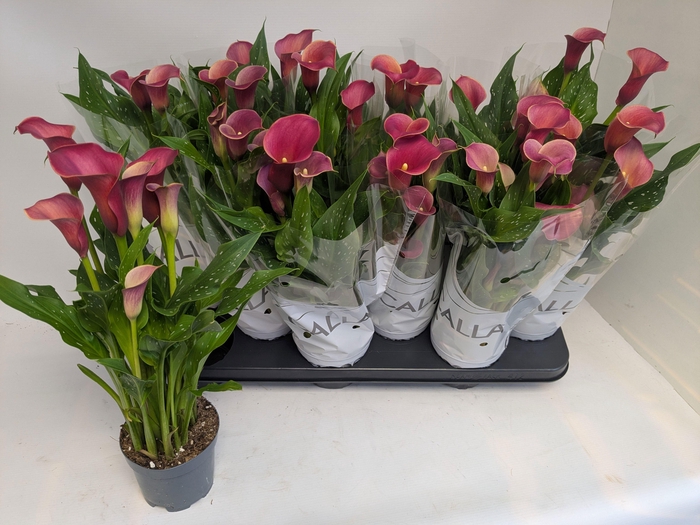 <h4>ZANT RED ALERT</h4>