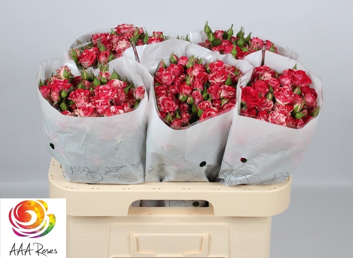 <h4>R TR FIREWORKS</h4>