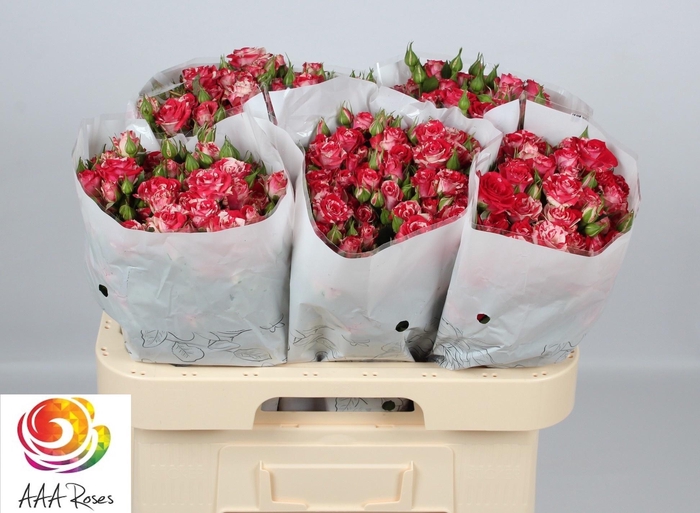 <h4>R TR FIREWORKS</h4>