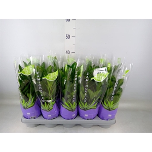 Zamioculcas zamiifolia