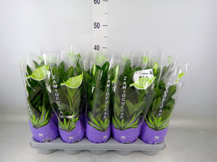 <h4>Zamioculcas zamiifolia</h4>