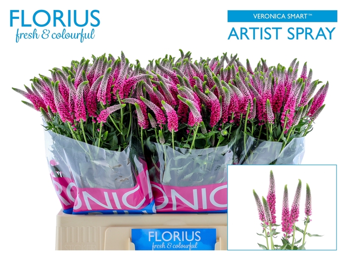<h4>VERON SMART ARTIST</h4>