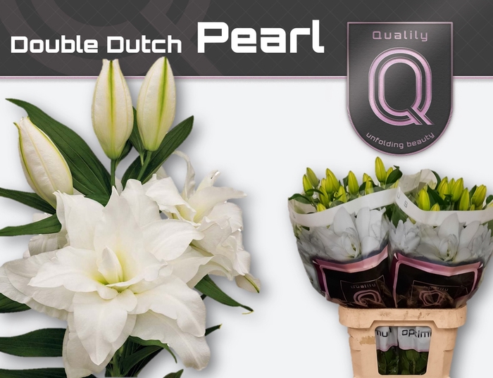 <h4>LI OR DU DD PEARL 5+</h4>