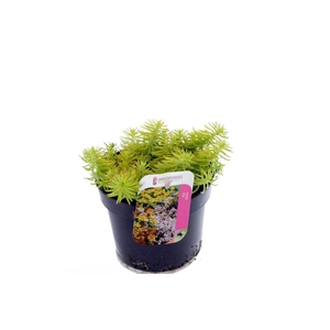 Sedum reflexum Angelina