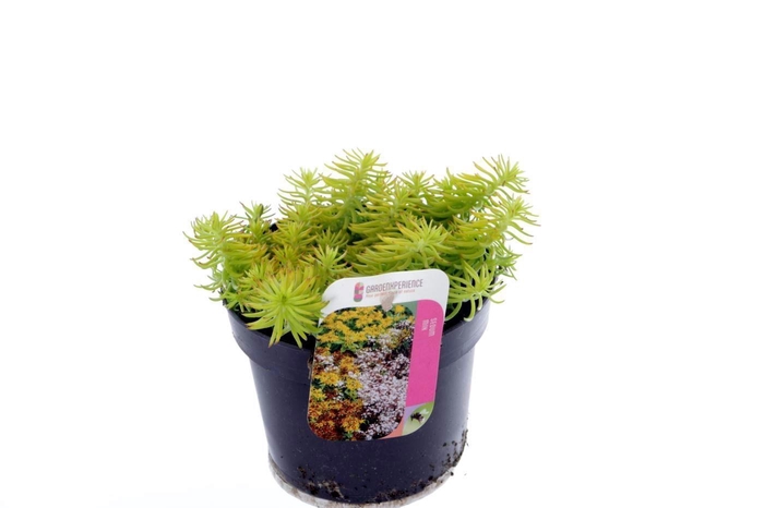 <h4>Sedum reflexum Angelina</h4>