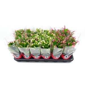 Schlumbergera gemengd 3 kleuren