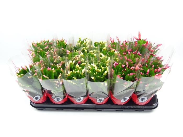 <h4>Schlumbergera gemengd 3 kleuren</h4>