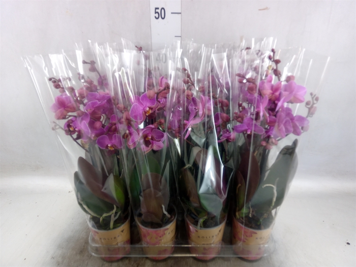 <h4>Phalaenopsis multi. 'FC Perceva'</h4>