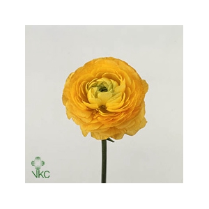 Ran As Elegance Yellow