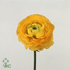 Ran As Elegance Yellow