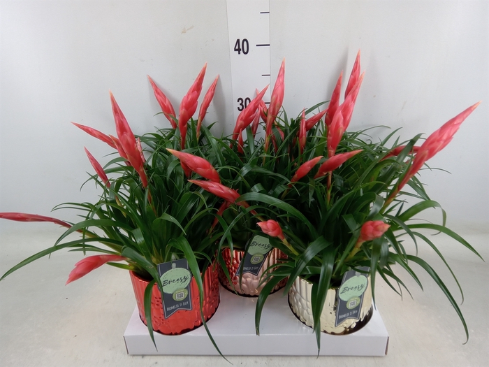 <h4>Vriesea  'Astrid'</h4>