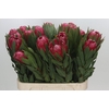 Protea Brenda