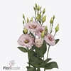 Lisianthus do lisanne light pink