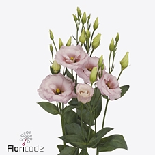 Lisianthus do lisanne light pink