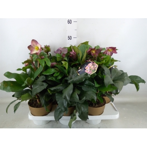 Helleborus  'Ice N Roses Rose'