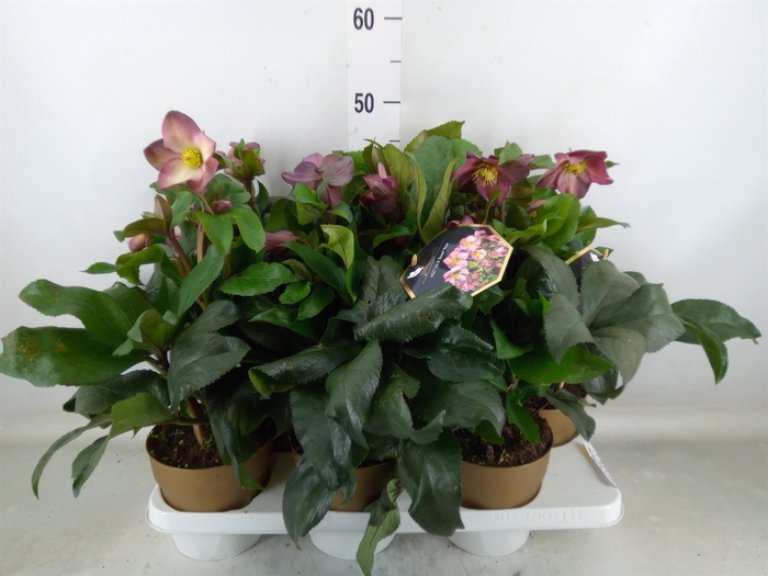 <h4>Helleborus  'Ice N Roses Rose'</h4>