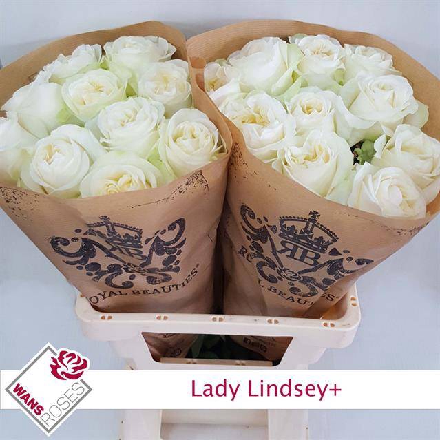 Rosa Garden Lady Lindsey