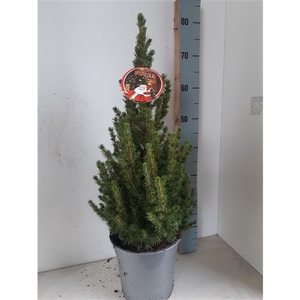 picea Conica