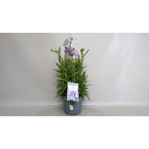 Campanula pers. 'Takion Blue'