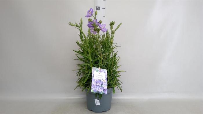 <h4>Campanula pers. 'Takion Blue'</h4>