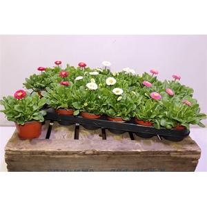 arr8 Bellis P Rus Mixtray