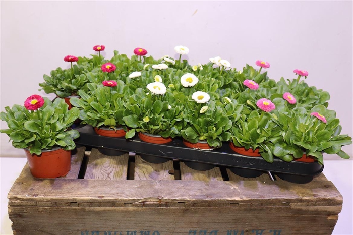 <h4>arr8 Bellis P Rus Mixtray</h4>