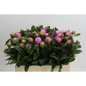 Paeonia Monsieur Jules Elie