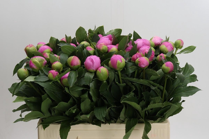 <h4>Paeonia Monsieur Jules Elie</h4>