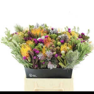 ALLERHEILIGENBOEK BS