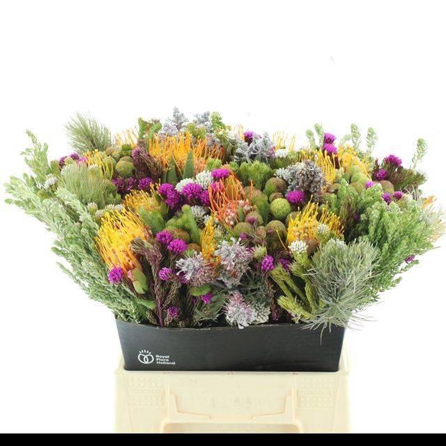 <h4>ALLERHEILIGENBOEK BS</h4>