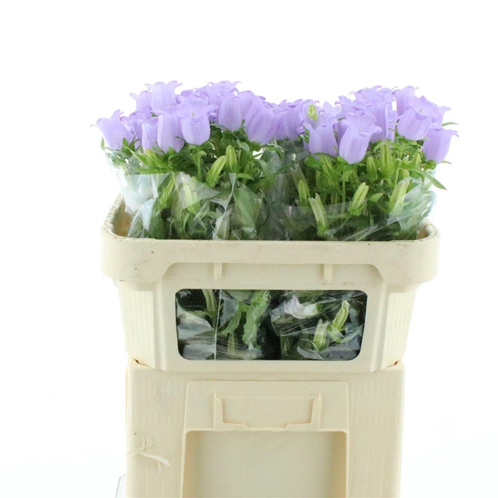 <h4>Camp M Champion Lave</h4>