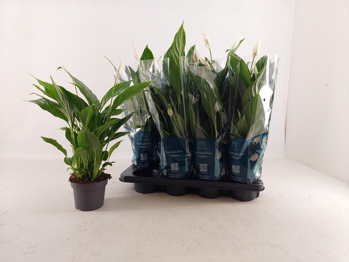 <h4>SPATH STRAUSS</h4>