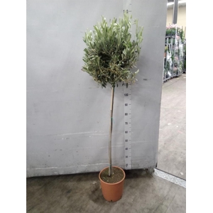 Olea europaea