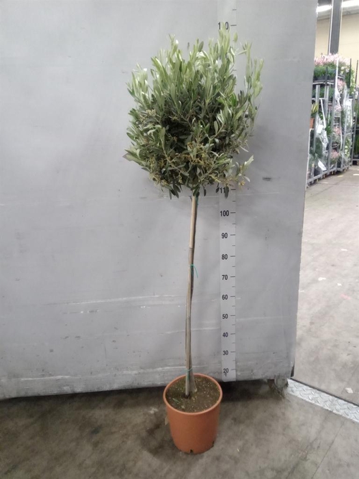 <h4>Olea europaea</h4>