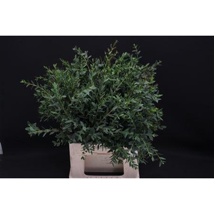 Euc Parvifolia Kort Afrika 50 Cm