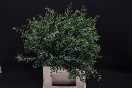 <h4>Euc Parvifolia Kort Afrika 50 Cm</h4>