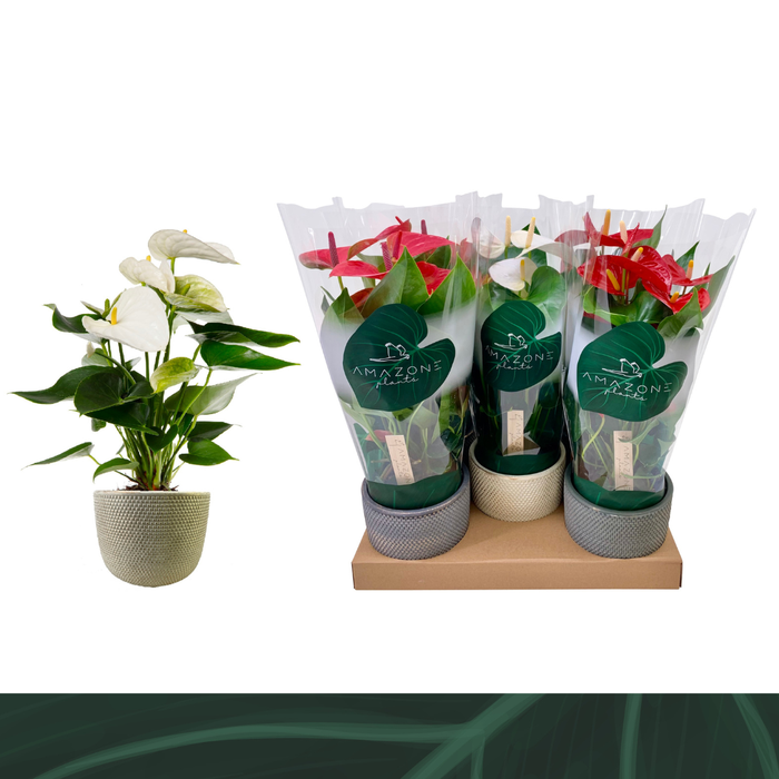 <h4>Anthurium Mix 12cm Luxe Keramiek</h4>