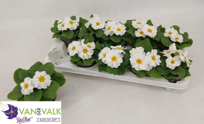 <h4>PRIM AC CAIRO WHITE</h4>