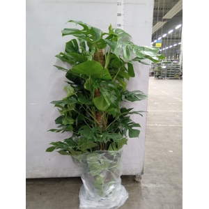 Monstera pertusum